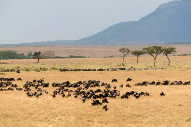 istock Wildebeest pack during great migration, Masaimara, Africa 1158620946