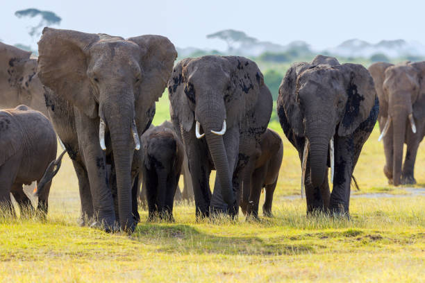 istock Elephant herd, Amboseli, Africa 1158620951