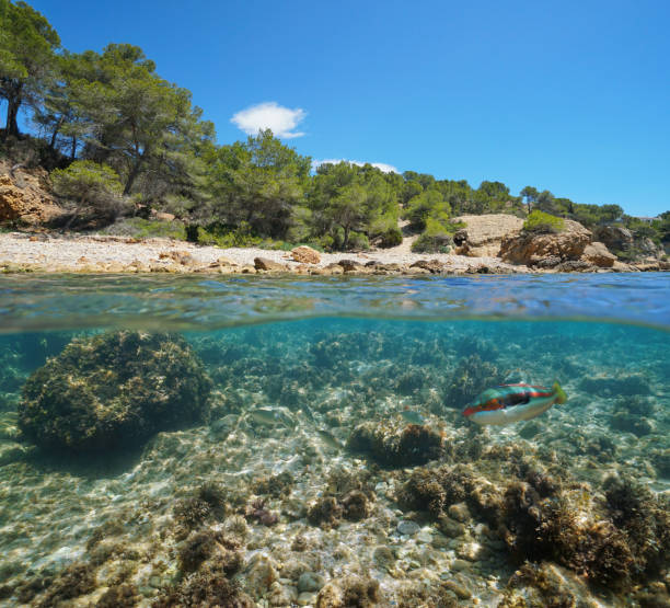 istock Rocky cove fish underwater Mediterranean sea Spain 1158621194