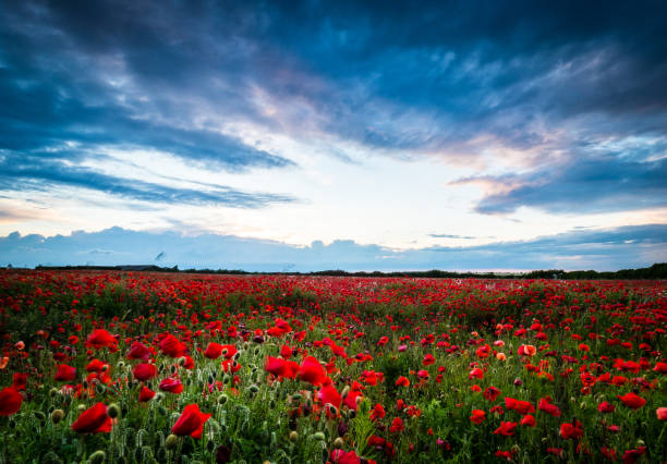 istock Sunset over large poppy field 1158621808