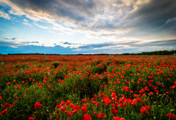 istock Sunset over large poppy field 1158621844