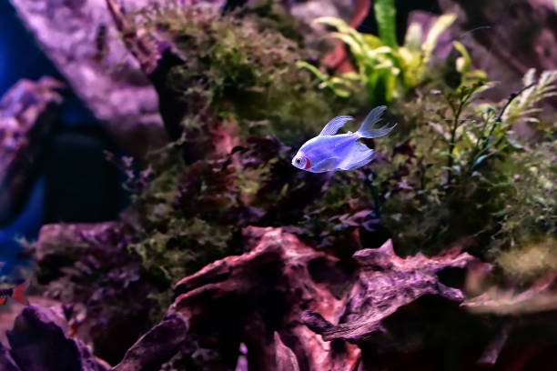istock Ternetzi (Ternetsia) Glo Fish Veil in the freshwater aquarium 1158622213