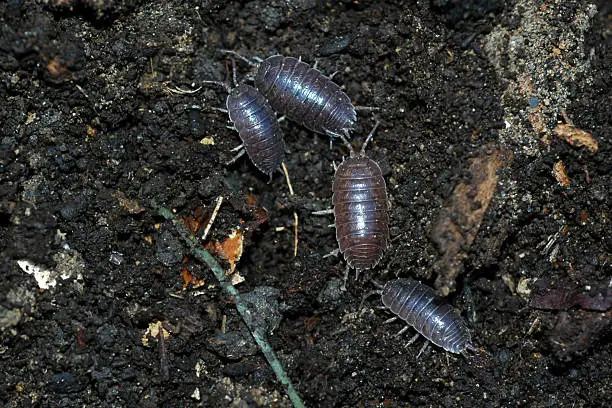 Pillbug, sowbug, or rolly-polly (Porcellio scaber). A terrestrial crustacean, not an insect, with 7 pairs of legs. Eats decaying wood, leaves and vegetable matter. These are abundant in my compost pile naturally recycling vegetable matter.