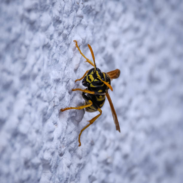 istock Lonely wasp crawling on white house wall 1158623561