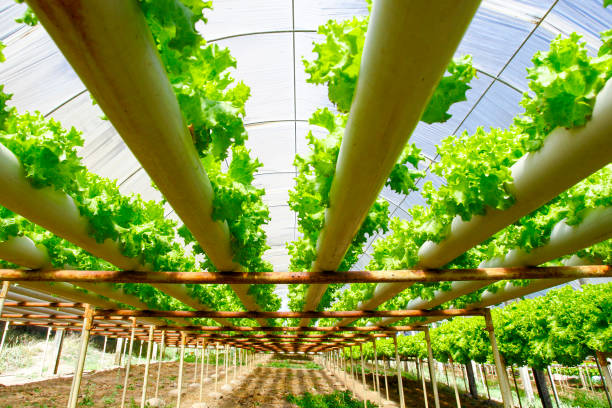 水耕栽培プランテーションファーム - hydroponics ストックフォトと画像