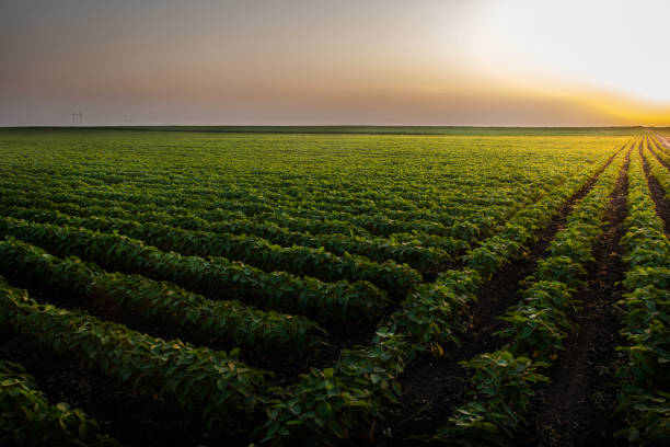 日没の大豆畑の列 - plantation ストックフォトと画像