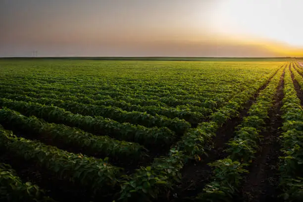 Soybean Field Rows in sunset
