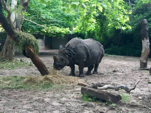 istock Asian Rhinoceros 1158623874