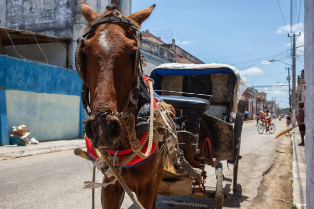 A Horse Pulling A Cart In Trinidad, Cuba