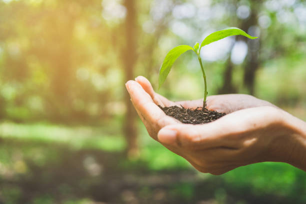 istock World Environment Day concept. Hand holding plant. 1158625482