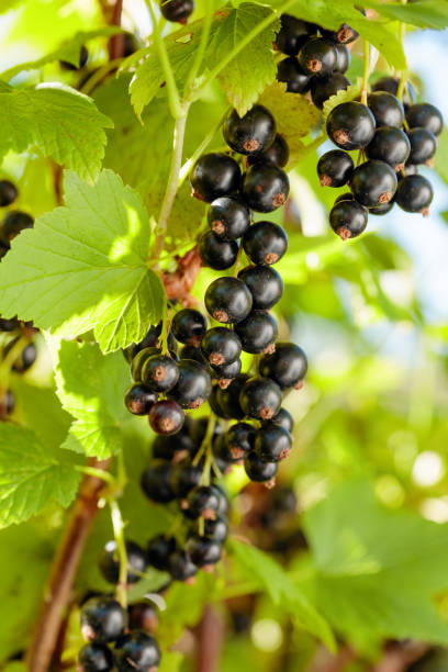 istock Black currants on the bush branch. 1158625526