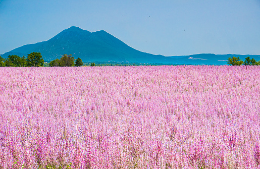 Flower fields around Valensole Provence France