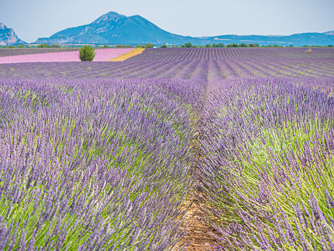 Lavender fields around Valensole Provence France