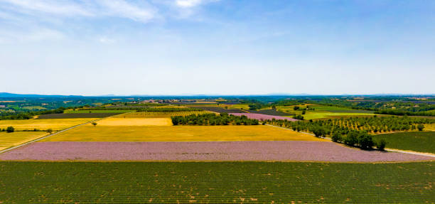 Fields in summer La Provence France