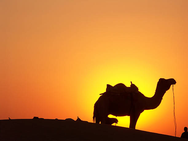 in silhouette Tourists on train of camels in Sahara Desert led by guide herdsman in sunset
