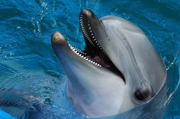 golfinho, tursiops truncatus - dolphin aquarium bottle nosed dolphin smiling - fotografias e filmes do acervo