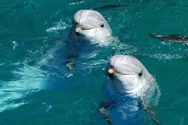 Pair of bottlenose dolphins, 