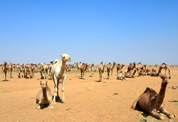 targ wielbłądów w: mowailih cattle market, omdurman, chartum, sudan - chartum zdjęcia i obrazy z banku zdjęć
