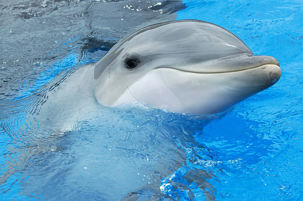 istock bottlenose dolphin, Tursiops truncatus 115862851