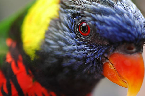 loro arco iris, trichoglossus haematodus - lorif fotografías e imágenes de stock