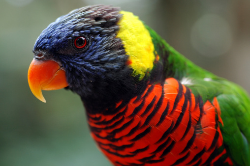 blue-headed parrot, also known as the blue-headed pionus (Pionus menstruus)