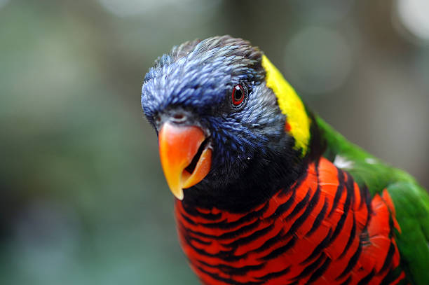 rainbow lorikeet, Trichoglossus haematodus Close up of rainbow lorikeet,  rainbow lorikeet photos stock pictures, royalty-free photos & images