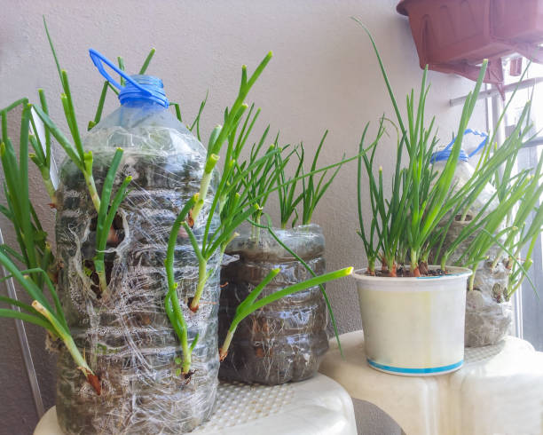 istock Balcony farming with recycled diy equipment 1158628860
