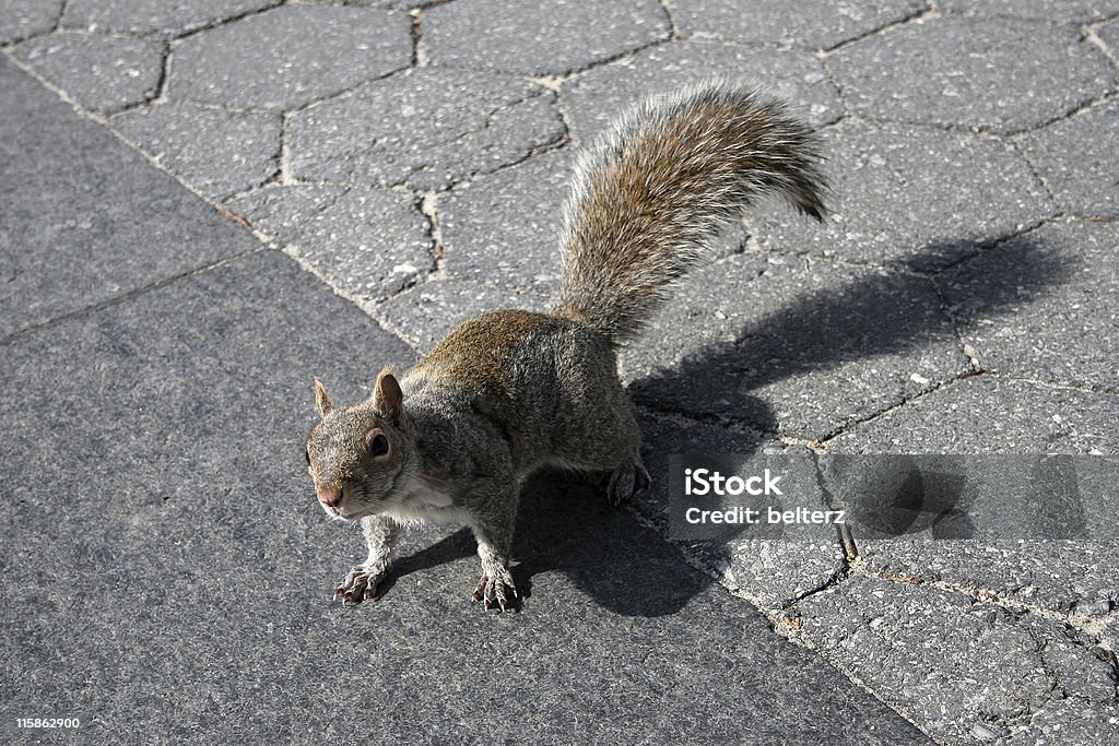 뉴욕 squirrel - 로열티 프리 거리 스톡 사진