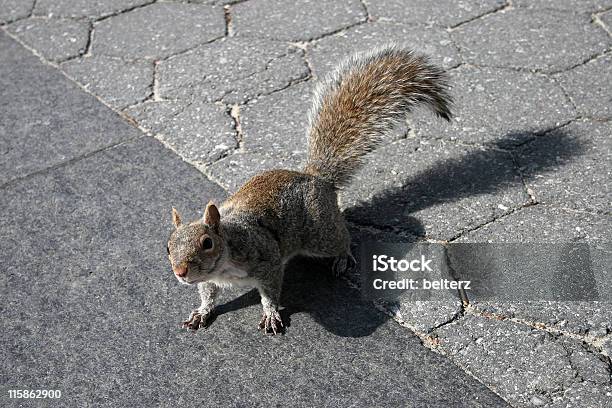 뉴욕 Squirrel 거리에 대한 스톡 사진 및 기타 이미지 - 거리, 공원, 귀여운