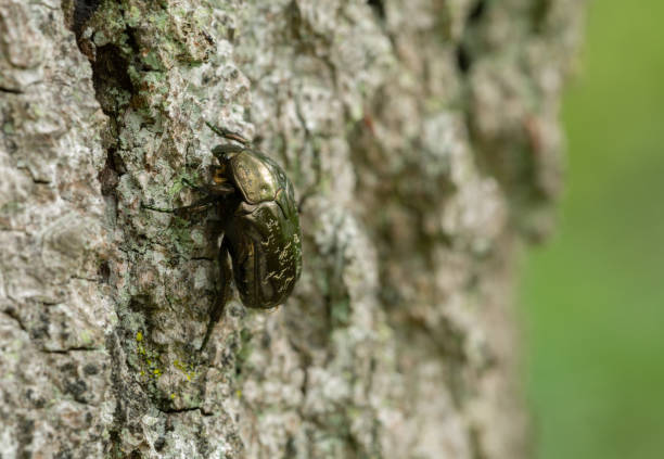 protaetia marmorata on wood - marmorata imagens e fotografias de stock