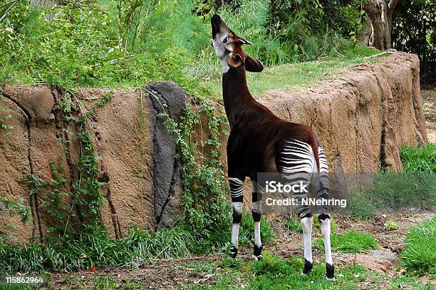 Okapi Okapia Johnstoni Stockfoto und mehr Bilder von Okapi - Okapi, Braun, Dehnen