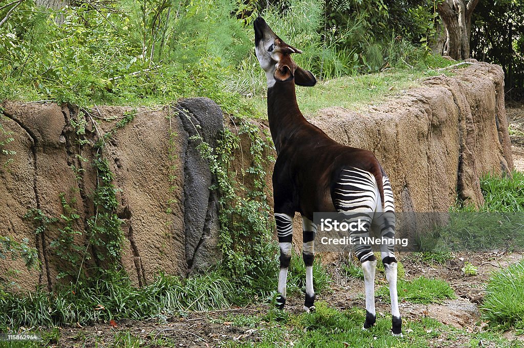 Okapi, Okapia johnstoni - Foto de stock de Okapi libre de derechos