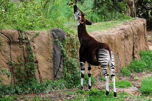 okapi, Okapia johnstoni stock photo