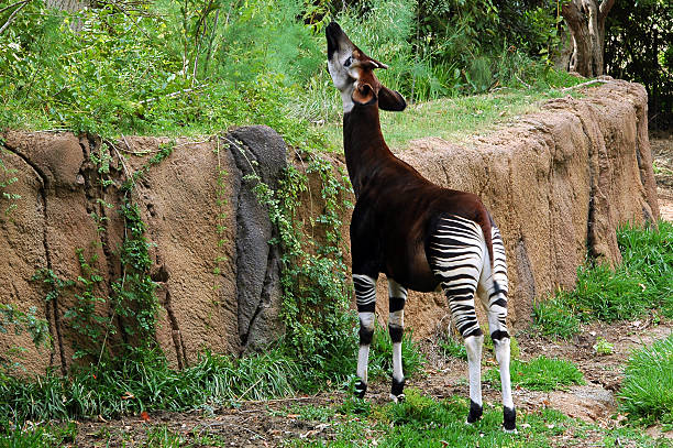 Okapi, Ranna sława. – zdjęcie