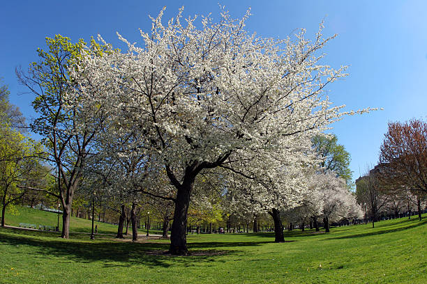 istock Blooming trees in the park 115863039