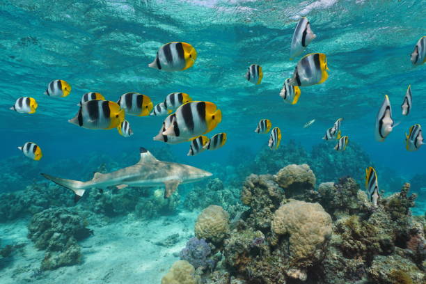 istock Tropical fish with a shark and coral underwater 1158631144