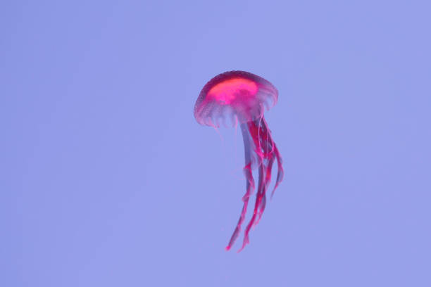 istock glowing jellyfish chrysaora pacifica underwater 1158631157