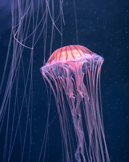 istock glowing jellyfish chrysaora pacifica underwater 1158631174