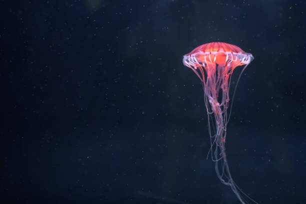 istock glowing jellyfish chrysaora pacifica underwater 1158631185