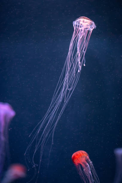 istock glowing jellyfish chrysaora pacifica underwater 1158631195
