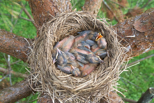 Great tit inside the nest