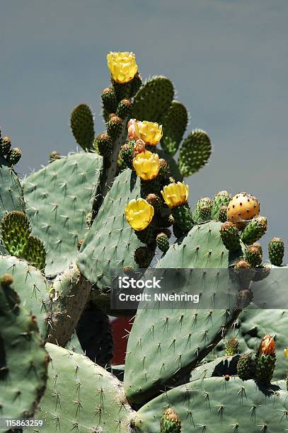 Opuntia Fico Dindia Specie Con Frutta E Fiori - Fotografie stock e altre immagini di Pianta di fico d'India - Pianta di fico d'India, Affilato, Cactus