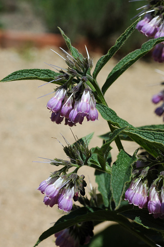 Symphytum officinale is a perennial flowering plant of the genus Symphytum in the family Boraginaceae. Along with thirty four other species of Symphytum, it is known as comfrey. To differentiate it from other members of the genus Symphytum, this species is known as common comfrey or true comfrey. 
