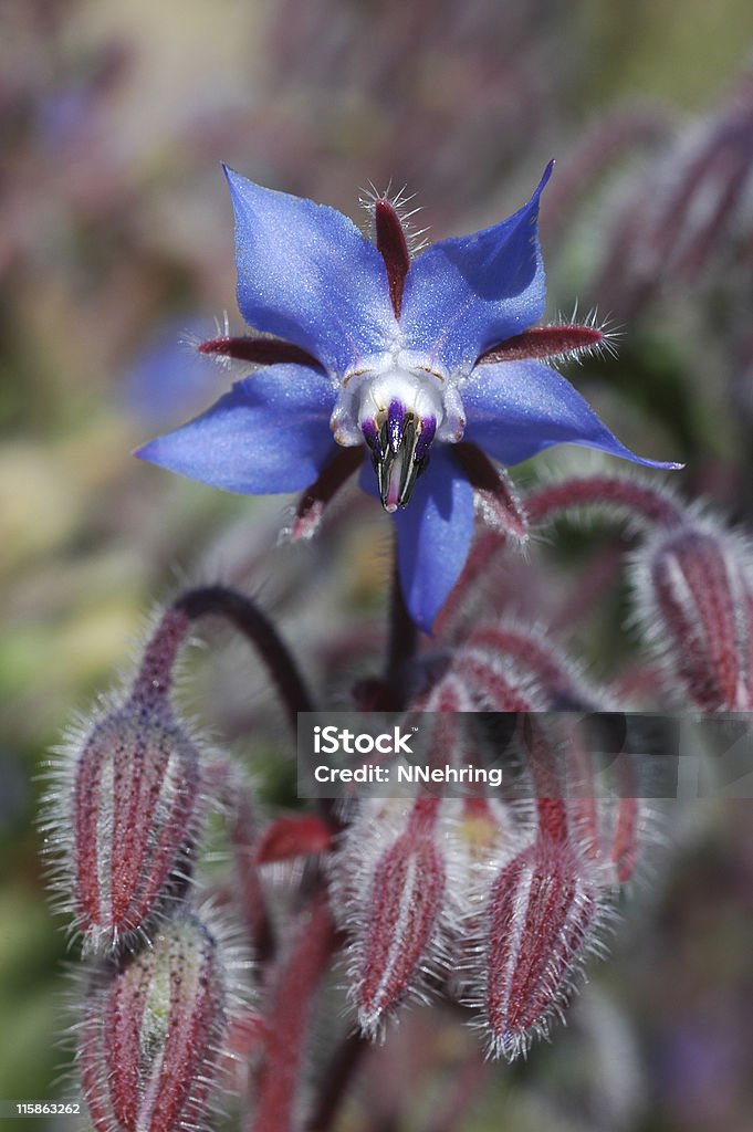 Borraja, Borago officinalis, azul flores - Foto de stock de Aire libre libre de derechos