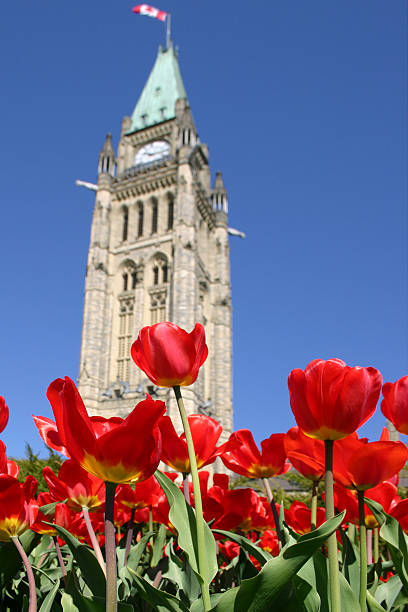 el parlamento tulipanes - 01 - ottawa tulip festival fotografías e imágenes de stock