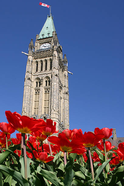 istock Parliament Tulips - 02 115863547