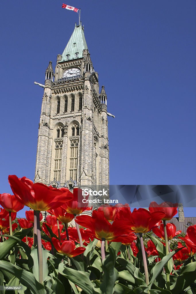 O Parlamento tulipas - 02 - Foto de stock de Arquitetura royalty-free