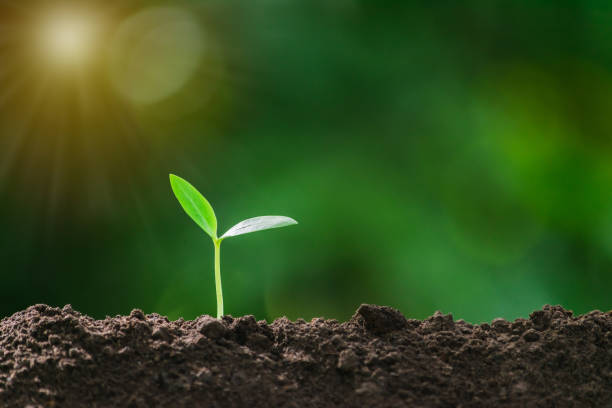 istock Small trees are growing on the ground incomplete in soft green nature background. 1158635678