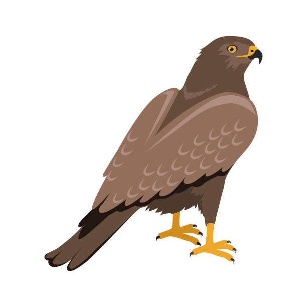 hawk flat design vektor illustration - kestrel hawk beak falcon stock-grafiken, -clipart, -cartoons und -symbole