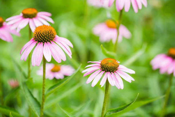 istock Echinacea flowers against green background 1158636901